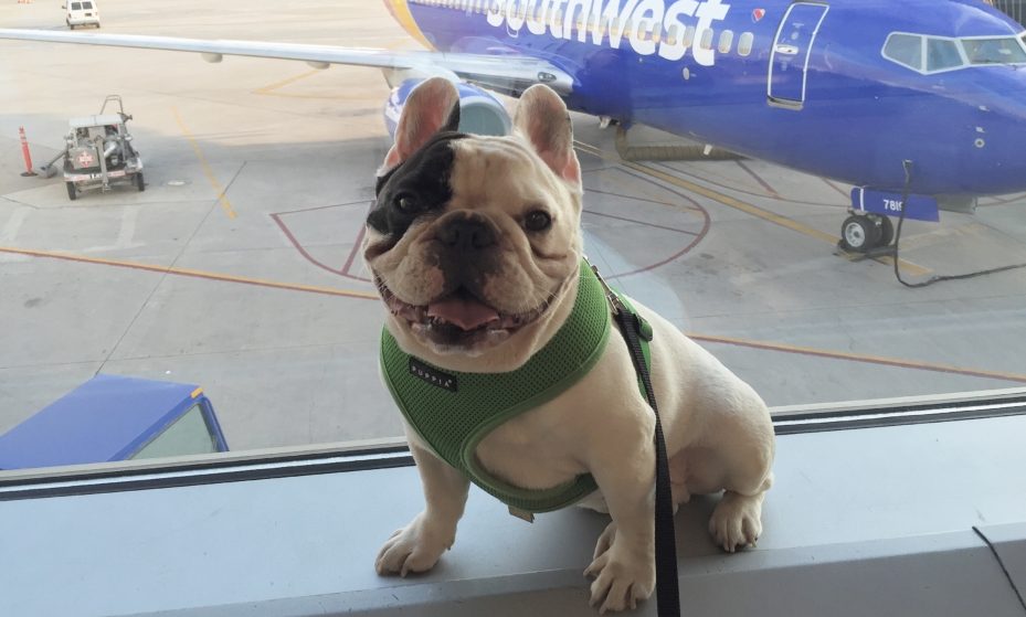 emotional support animal letter